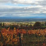 © vignes automne - Charlotte et Amaury Faurand