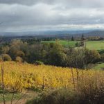 © vignes printemps - Charlotte et Amaury Faurand