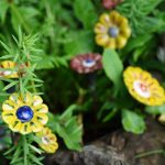 © Le jardin des plantes à couleurs - OTFE