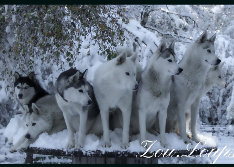 © Cani rando avec Zou.Loups Canins - Sébastien Lutz