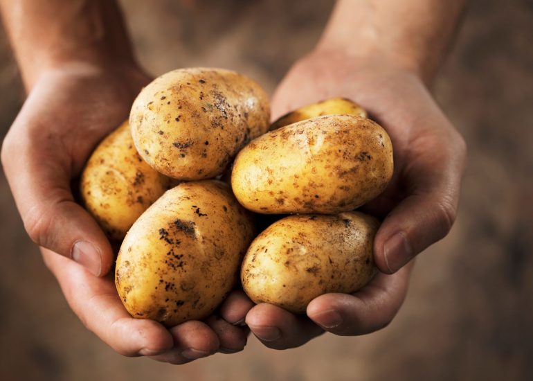 © Vincent Thollet - Producteur de pommes de terre - Canva