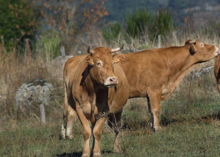 Viande race Aubrac - GAEC de la Pierre