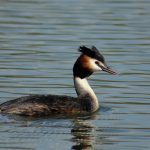 © Bird Gravel Pit - Cindy Molinaro - David Roux - Roannais Agglomération