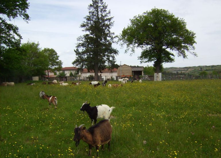 © Ferme - Au Bonheur des Animaux - Philippe Mauvin