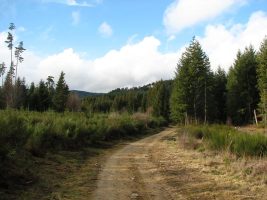 L'Estivalienne Bis - version longue