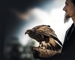 Initiation à la fauconnerie