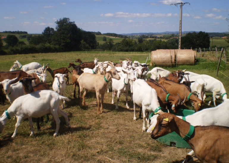 © GAEC - Raconte-moi une chèvre - GAEC - Raconte-moi une chèvre