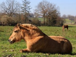 Domaine Equestre de la Goitière