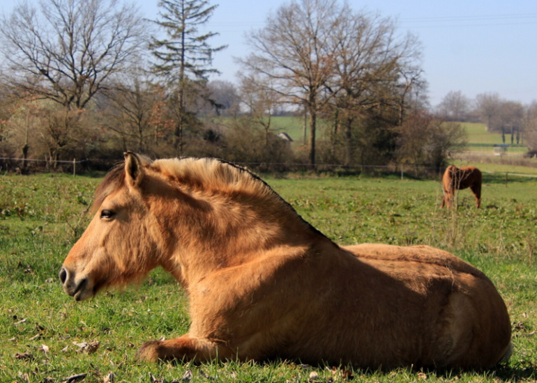 © Balades à Poney - Domaine Equestre de la Goitière - OT Forez-Est
