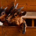 Visite des petits animaux de la ferme et atelier laine
