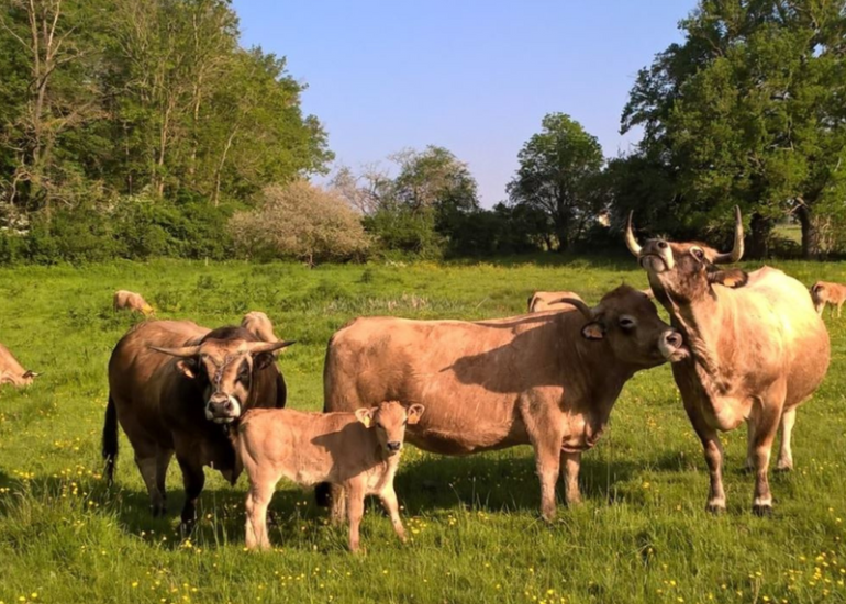 © GAEC Côte Pardin - Elevage d'Aubrac - Elevage Pardin