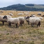 © 40ème randonnée de la fourme - Randonneurs Montbrisonnais