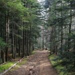 © Bois de Verrières-en-Forez - Anne Massip
