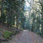 © Bois de Dovézy - Anne Massip