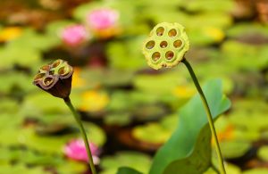 Trocs de graines et de plants