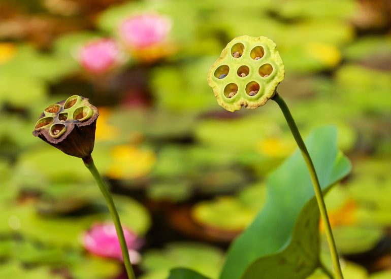 © Trocs de graines et de plants_Montbrison - Pixabay