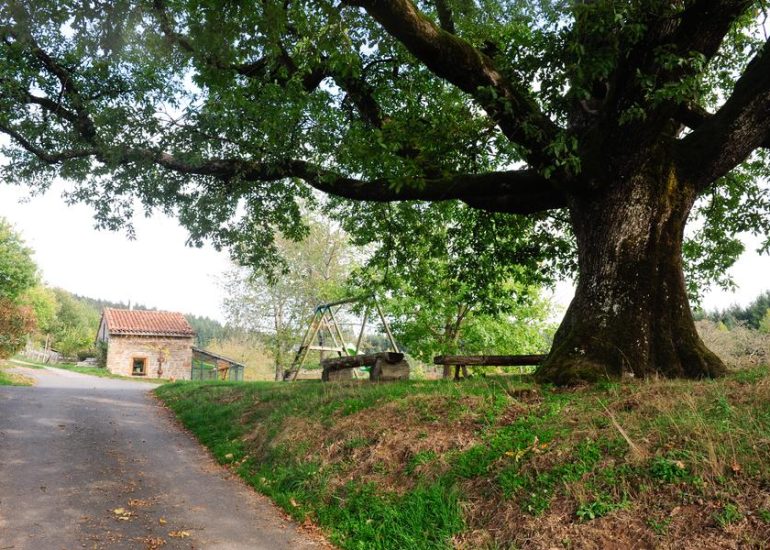 © chêne de la Gilbernie - Ferme de la Gilbernie