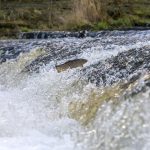 © Session d’observation des frayères à truites_Sail-sous-Couzan - Pixabay