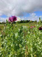 Fleurs De Plum