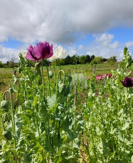 © Fleurs De Plum - Fleurs de Plum