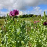 © Fleurs De Plum - Fleurs de Plum