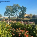 © Fleurs De Plum - Fleurs de Plum