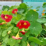 © Fleurs De Plum - Fleurs de Plum