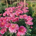 © Fleurs De Plum - Fleurs de Plum
