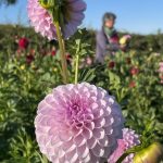 © Fleurs De Plum - Fleurs de Plum