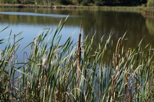 Etang de fenêtres