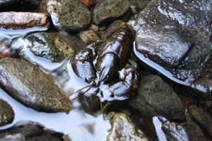 Découverte Pêche aux écrevisses
