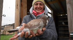 Tout comprendre du pigeon