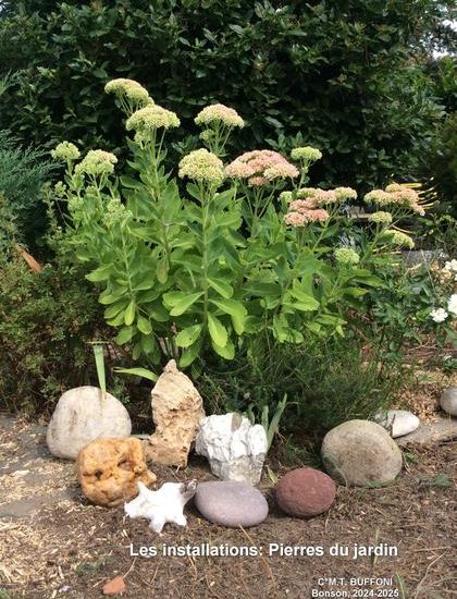 © Cailloux du jardin-sedum - M.-T.BUFFONI