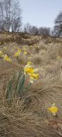 Les narcisses et l'arrivée du printemps