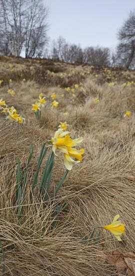 © jonquilles - lucie verdier