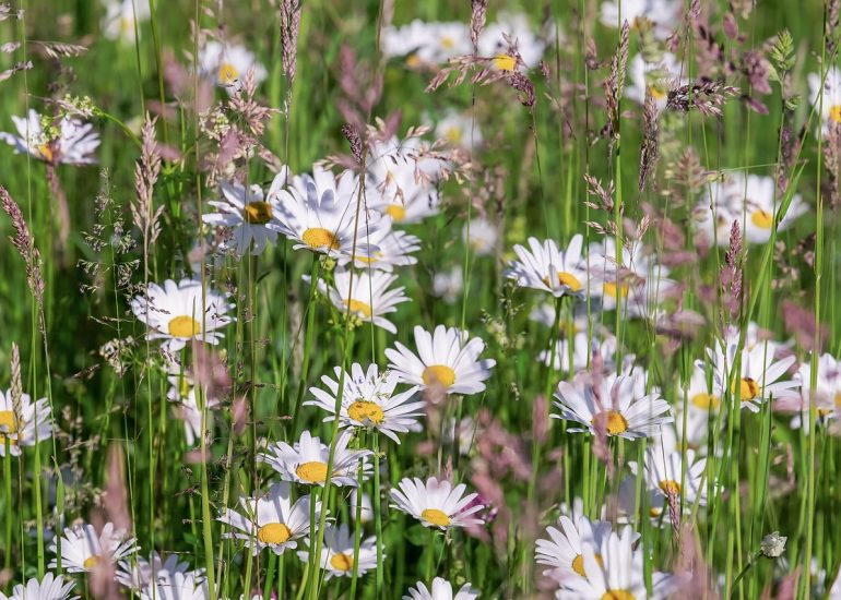 Cueillette de plantes sauvages_Chalmazel - Jeansagnière