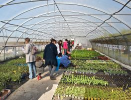 Vente de plants bio