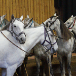 Une journée au cirque !_Chambéon