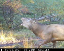 Sortie spéciale brame du cerf