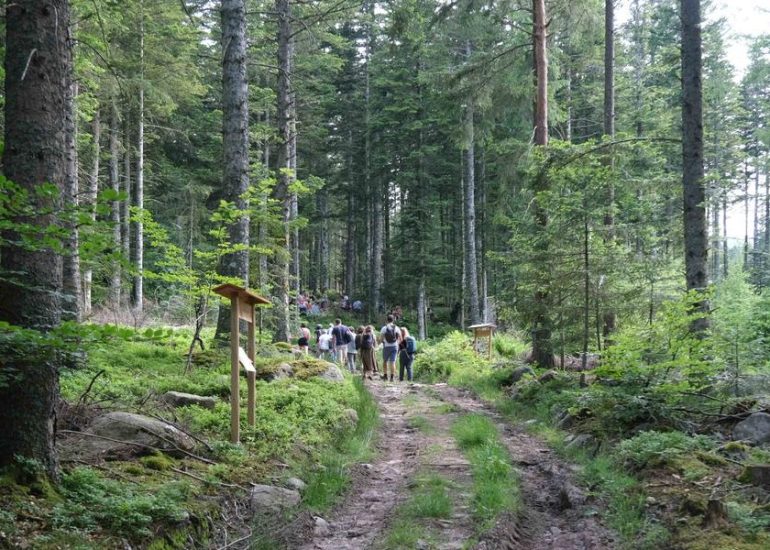 © Les Nuits des Forêts_Chalmazel - Jeansagnière - Les amis de Sagne Blanchard