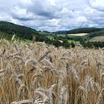 © GR®7 Ligne de partage des eaux : Col Pin Bouchain / Tour Matagrin_Violay - OT Forez-Est