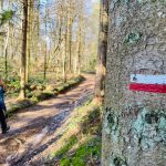 © GR®7 Ligne de partage des eaux : Col Pin Bouchain / Tour Matagrin_Violay - OT Forez-Est