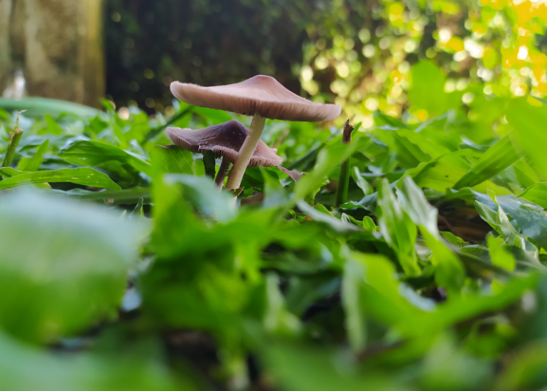 © Sorties champignons et plantes_Feurs - Canva