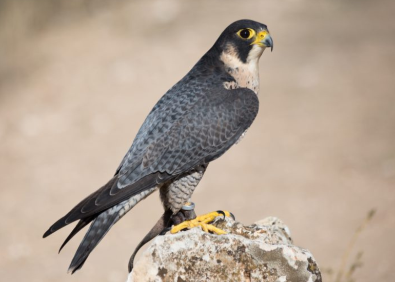 © Visite guidée ornithologique_Chambéon - Wikimedia