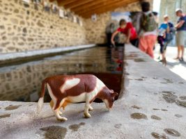 Recherche vaches désepérément - Animation famille