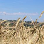 © Sentier entre Loire et Rhône_Chazelles-sur-Lyon - OT FOREZ-EST