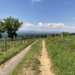 © Sentier botanique_Bellegarde-en-Forez - OT Forez-Est