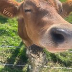 © Visite de tous les animaux de la ferme_Boisset-lès-Montrond - La Ferme aux Trois Granges