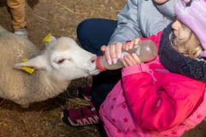 Visite des petits animaux de la ferme et atelier laine