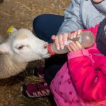 © Visite des petits animaux de la ferme et atelier laine_Boisset-lès-Montrond - Jonathan Exbrayat